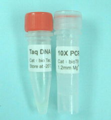 Taq DNA polymerase