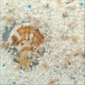 Seashell Decorative Panel--DLHBBD 1