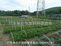廣州市青蔓香農林科技有限公司