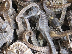 DRIED SEAHORSE FROM VIETNAM