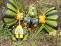 R/C Monster 4