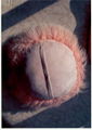 sheep fur cushion 1