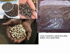 JATROPHASEED/CASTER/NEEM/COTTON SEEDS