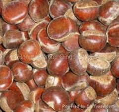 Fresh Chestnut