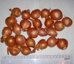 Fresh Shallot (small onion)