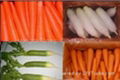Fresh Carrot and Radish