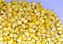 IQF sweet corn