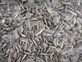 Sunflower Seeds QL-04 2