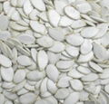 Snow White Pumpkin Seeds QL-10 1