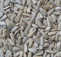 Confectionary Sunflower Seed Kernels