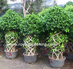 Ficus microcarpa