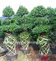 Ficus microcarpa  2