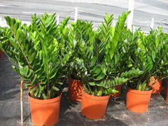 zamioculcas zamiifolia