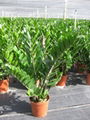 zamioculcas zamiifolia 4