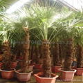 Trachycarpus fortunei 3