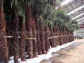 Trachycarpus fortunei 1
