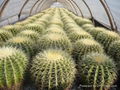 Echinocactus Grusonii