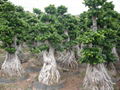 Ficus Microcarpa Bonsai 1