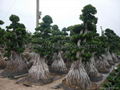 Ficus Microcarpa Bonsai 2