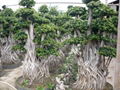 Ficus Microcarpa Bonsai 3
