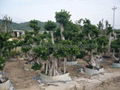 Ficus Microcarpa Bonsai 4