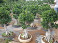 Ficus Microcarpa Bonsai 5