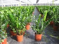 zamioculcas zamiifolia 5