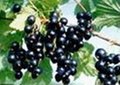 Blackcurrant Concentrate(sales6 at