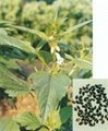 Natural Melanin (black sesame color)(sales6 at lgberry dot com dot cn)