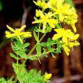 St.John's wort P.E 2