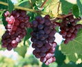 Grape Seed P.E(Hanzhong TRG Biotech Co.,Ltd) 2