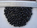 Small Black Kidney Beans 1