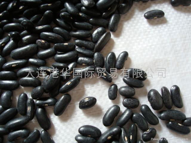 Small Black Kidney Beans 2