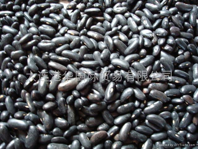 Small Black Kidney Beans 4