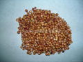 sorghum 1