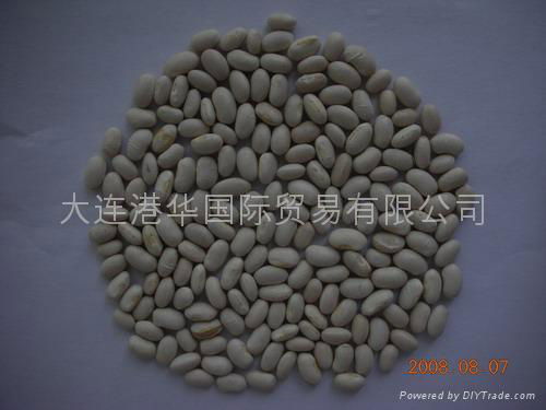 white kidney beans