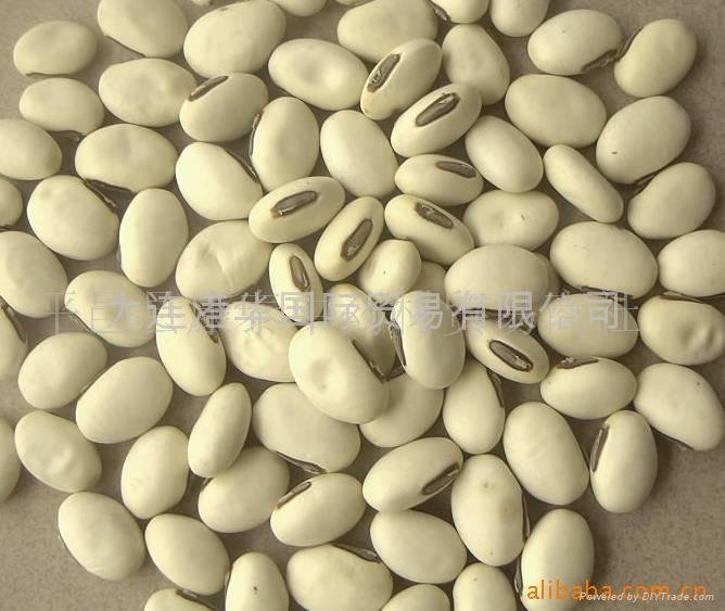 white kidney beans 5