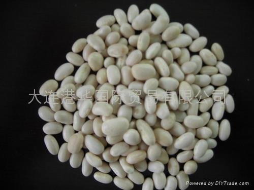 white kidney beans 2