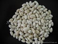 white kidney beans 2