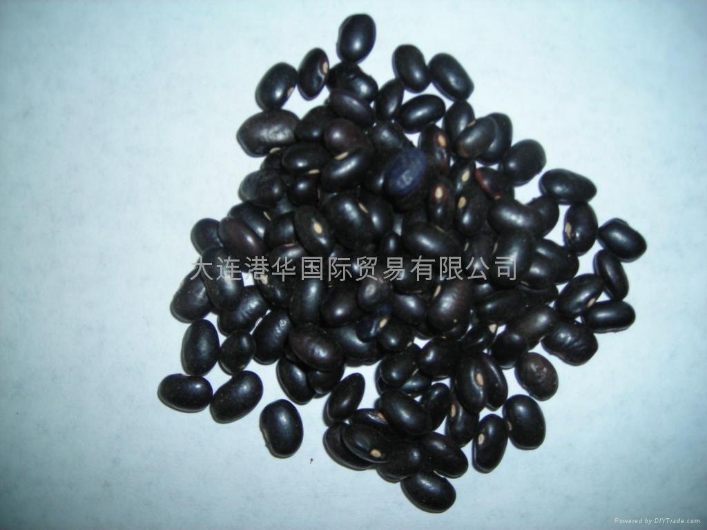 Small Black Kidney Beans 5
