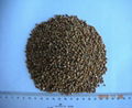 roasted buckwheat kernel 1