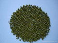 green mung bean