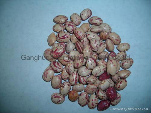 light speckled kidney beans  2