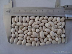 White Kidney Beans Japanese Shape