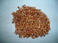 red sorghum