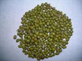 Mung Bean 