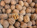 walnut 1