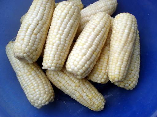 SWEET CORN