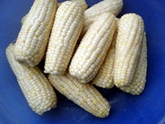 SWEET CORN