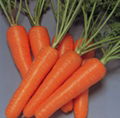 carrot juice concentrate 2